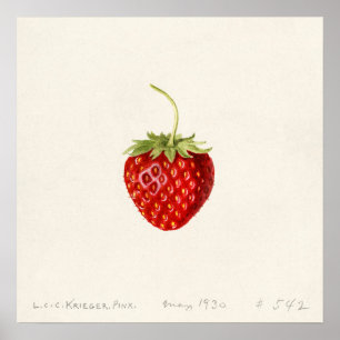 Aardbei (Fragaria) (1930) door Louis Charles Poster