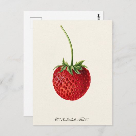 Aardbei (Fragaria) Waterverf van fruit Briefkaart (Voorkant / Achterkant)