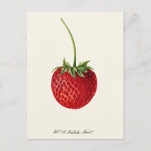 Aardbei (Fragaria) Waterverf van fruit Briefkaart (Voorkant)