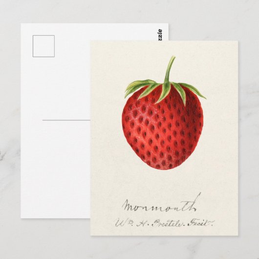 Aardbei (Fragaria) Waterverf van fruit Briefkaart (Voorkant / Achterkant)