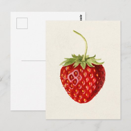 Aardbei (Fragaria) Waterverf van fruit Briefkaart (Voorkant / Achterkant)