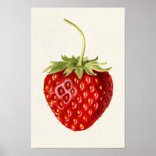 Aardbei (Fragaria) Waterverf van fruit Poster