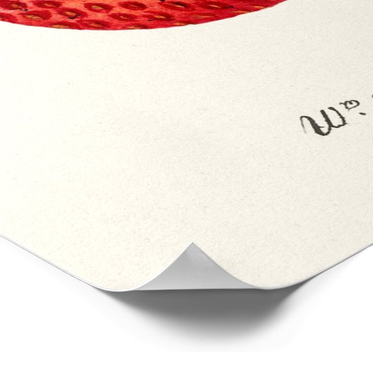 Aardbei (Fragaria) Waterverf van fruit Poster (Hoek)