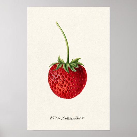 Aardbei (Fragaria) Waterverf van fruit Poster (Voorkant)