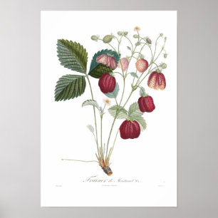 aardbei, Fraisier de Montreuil Poster