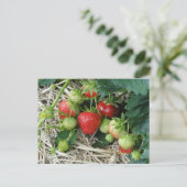 Aardbei-Plant in het Briefkaart van de tuin (Staand voorkant)