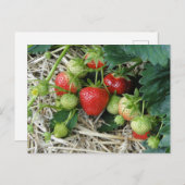 Aardbei-Plant in het Briefkaart van de tuin (Voorkant / Achterkant)