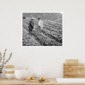 Aardbei Planten Sitka, Alaska 1916 Poster (Keuken)