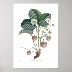 Aardbei Poster
