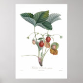 Aardbei Poster (Voorkant)