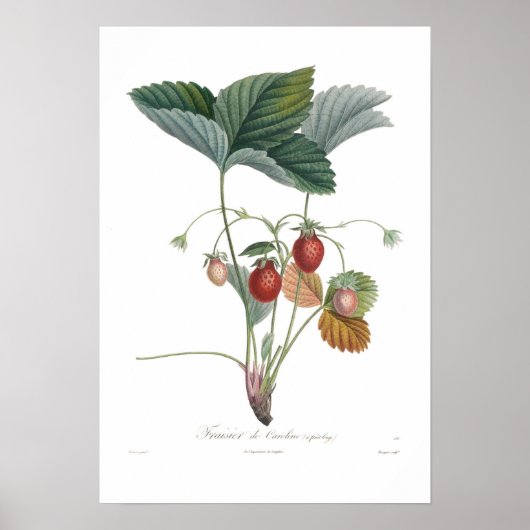 Aardbei Poster (Voorkant)