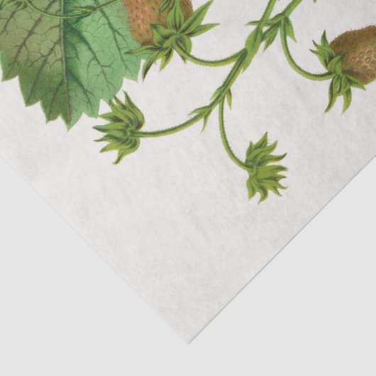  aardbei tissuepapier (Detail)