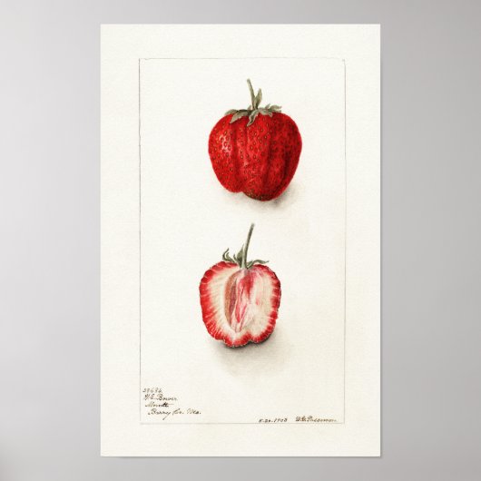 Aardbei  waterverf poster (Voorkant)