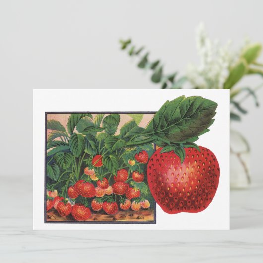 aardbeien, aardbeibessen op een Boerderij (Staand voorkant)