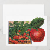 aardbeien, aardbeibessen op een Boerderij (Voorkant / Achterkant)