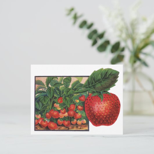  aardbeien, aardbeibessen op een Boerderij Briefkaart (Staand voorkant)