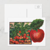  aardbeien, aardbeibessen op een Boerderij Briefkaart (Voorkant / Achterkant)