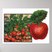  aardbeien, aardbeibessen op een Boerderij Poster (Voorkant)