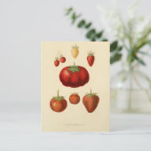 Aardbeien Botanisch  Briefkaart (Staand voorkant)