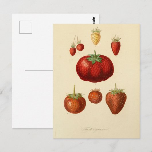 Aardbeien Botanisch Briefkaart (Voorkant / Achterkant)