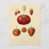 Aardbeien Botanisch  Briefkaart (Voorkant)