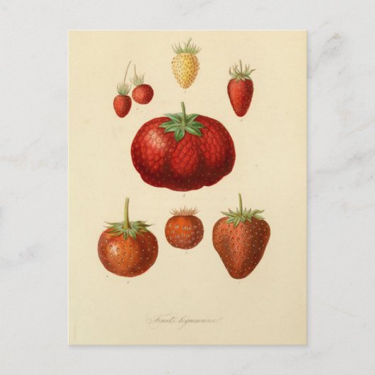 Aardbeien Botanisch  Briefkaart (Voorkant)