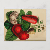 aardbeien Botanische schets Briefkaart (Voorkant)