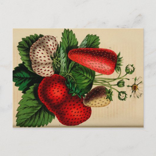  aardbeien Botanische schets Briefkaart (Voorkant)