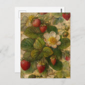 Aardbeien Briefkaart (Voorkant / Achterkant)