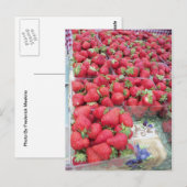 Aardbeien Bunch Briefkaart (Voorkant / Achterkant)