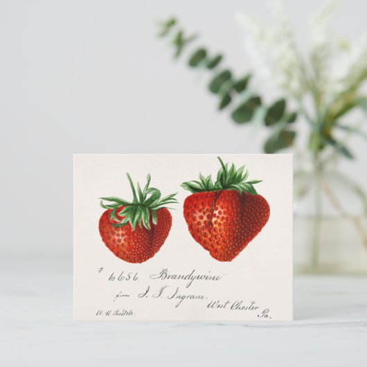 Aardbeien (Fragaria) Waterverf van vruchten Briefkaart (Staand voorkant)