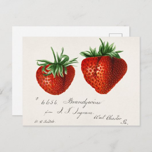 Aardbeien (Fragaria) Waterverf van vruchten Briefkaart (Voorkant / Achterkant)