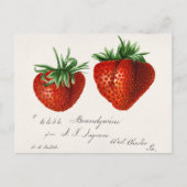 Aardbeien (Fragaria) Waterverf van vruchten Briefkaart (Voorkant)