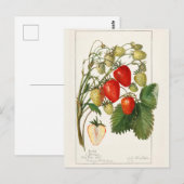 Aardbeien (Fragaria) Waterverf van vruchten Briefkaart (Voorkant / Achterkant)