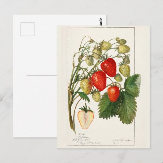 Aardbeien (Fragaria) Waterverf van vruchten Briefkaart (Voorkant / Achterkant)