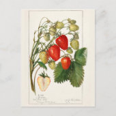 Aardbeien (Fragaria) Waterverf van vruchten Briefkaart (Voorkant)