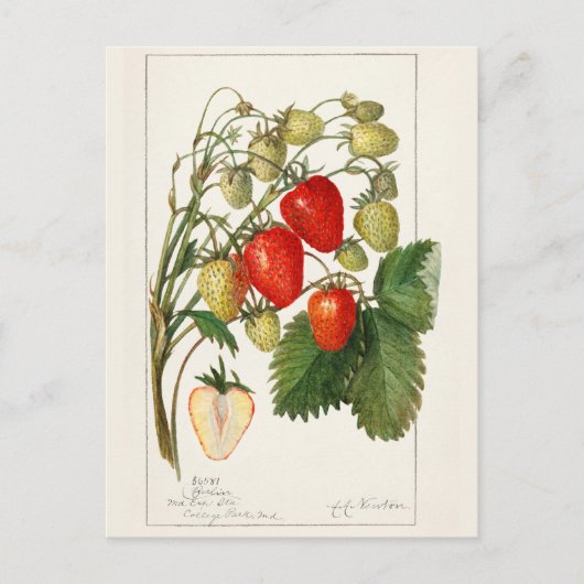 Aardbeien (Fragaria) Waterverf van vruchten Briefkaart (Voorkant)