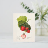 Aardbeien (Fragaria) Waterverf van vruchten Briefkaart (Staand voorkant)
