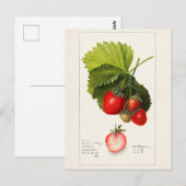 Aardbeien (Fragaria) Waterverf van vruchten Briefkaart (Voorkant / Achterkant)