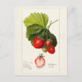 Aardbeien (Fragaria) Waterverf van vruchten Briefkaart (Voorkant)