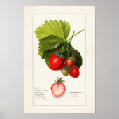 Aardbeien (Fragaria) Waterverf van vruchten Poster (Voorkant)
