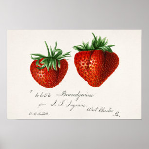Aardbeien (Fragaria) Waterverf van vruchten Poster
