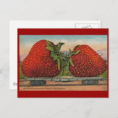 Aardbeien Giant Antiek Fruit Briefkaart (Voorkant / Achterkant)