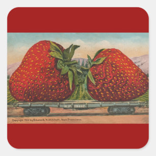 Aardbeien Giant Antiek Fruit Vierkante Sticker