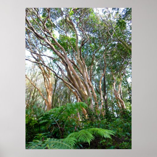 Aardbeien Guava Trees Poster (Voorkant)