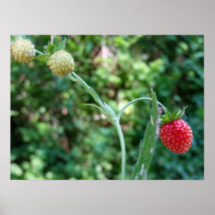Aardbeien in juni poster