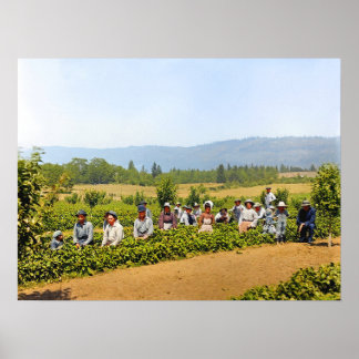 Aardbeien plukken Hood River Valley Oregon jaren 1 Poster