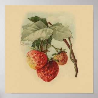 aardbeien poster