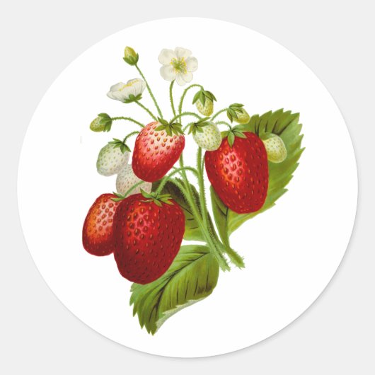 Aardbeien Rondzegels Aardbeien Ronde Sticker (Voorkant)
