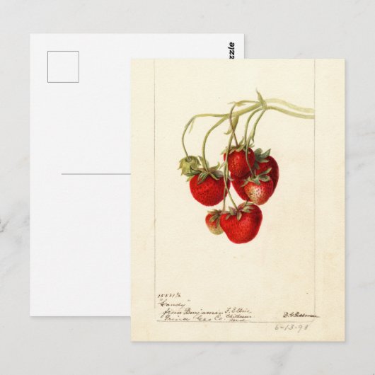  aardbeien Tekening Kunst Briefkaart (Voorkant / Achterkant)